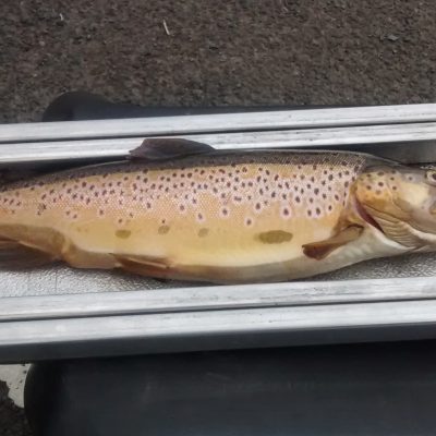 BAC Brown Trout 3lbs 13ozs caught by Brian Bingham at Corbet Lough on 3 September 2015