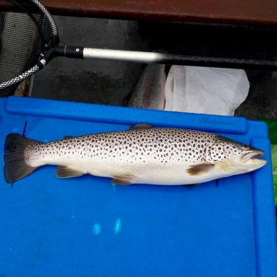BAC Brown Trout 2lbs 9ozs caught of the fly by Tom King at Corbet Lough on Thursday 1 June 2017
