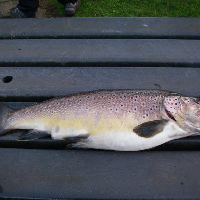 BAC Brown Trout 5lbs 8ozs taken on the fly by Roger McClements at Corbet Lough on 4 March 2017