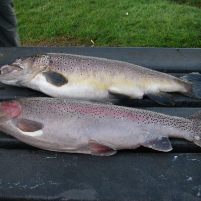 BAC Brown Trout 5lbs 8ozs caught by Roger McClements and a Rainbow Trout 4lbs 9ozs caught by Henry McKnight. Both fish were taken on the fly at Corbet Lough on 4 March 2017.