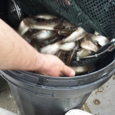 BAC Stocking Brown Trout at Corbet Lough on 11 April 2018