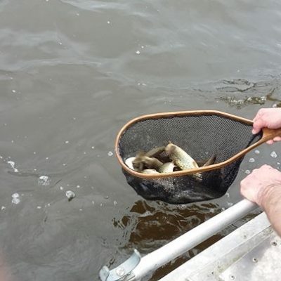 BAC Stocking fingerling Brown Trout at Corbet Lough on 11 April 2018