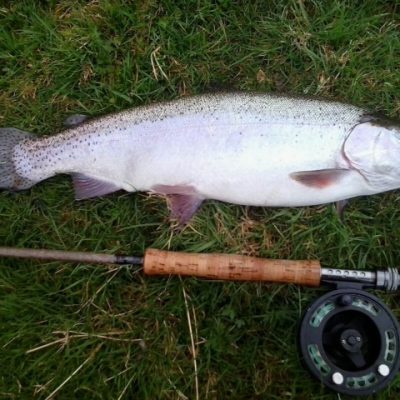 BAC Rainbow Trout 4lbs plus caught on the fly by Adrian McAnarney at Corbet Lough on 15 April 2018. Adrian sportingly returned the fish.