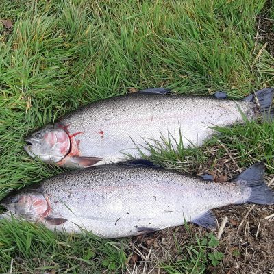 BAC Friendship Cup 13 April 2019 - A Brace of fine Rainbows from Lowry's Lake, Armagh