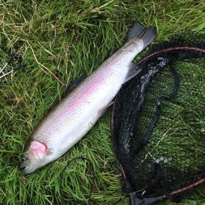 BAC Rainbow Trout 5lbs 8ozs caught by Michael Steenson at Corbet Lough on 21 July 2020