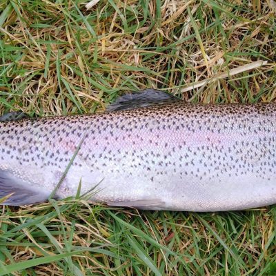BAC - Rainbow Trout of 2.5lbs caught by Brendan Downey at Corbet Lough on 18 March 2021