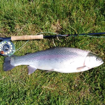 BAC - Rainbow 4lbs 8ozs caught byBrendan Downey at the Corbet Lough on 11 May 2021 