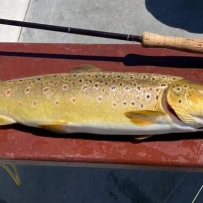 BAC - Frank Kearney caught this great Brown Trout c6lbs at Corbet Lough on 20 June 2022