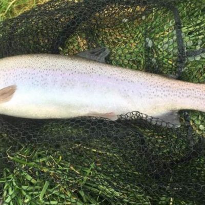 BAC - One of the nice Rainbows up to 4lbs which Brian Molloy caught at the Corbet Lough on Saturday 25 March 2023