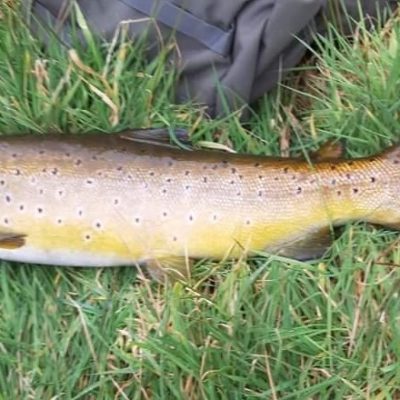 BAC - Sam Grant caught and released this beautiful Brown Trout of about 6lbs at the Corbet Lough on 4 March 2023