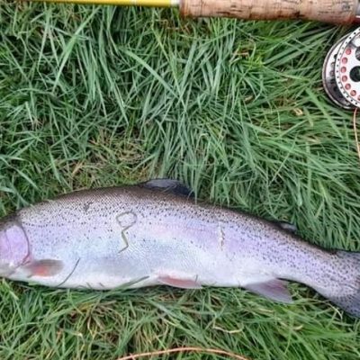 BAC - Rainbow Trout of about 5lbs caught by Leonard Ervine at the Corbet Lough on 1 March 2023
