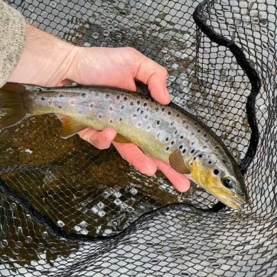 BAC - Wild Brownie caught and released on the River Bann by Patrick Curran on 3 March 2023