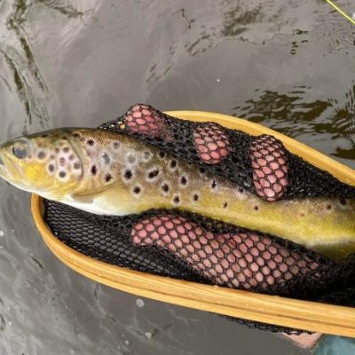 BAC - Beautiful wild brownie caught by Adrian Round on the River Bann in early April 2023 