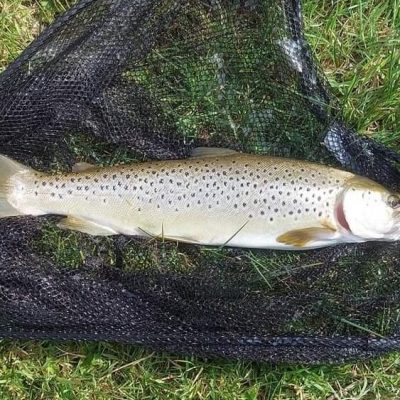 BAC - A great Brown Trout caught by Dan McBurney at the Corbet Lough on 8 April 2023 