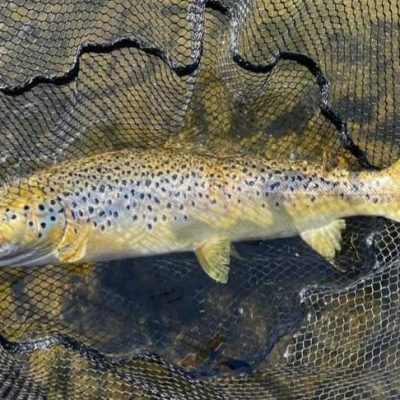 BAC - Patrick Curran caught this beautiful Brown Trout of circa 4lbs at the Corbet Lough on 6 April 2023 
