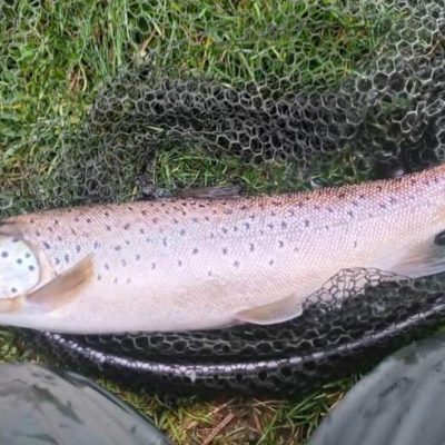 BAC - Lovely Brown Trout of 5lbs 1 oz caught by Wilson Clinghan at the Corbet Lough on 31 March 2023
