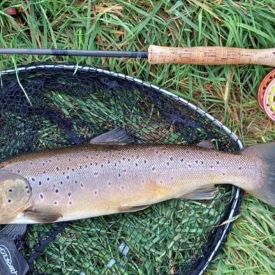 BAC - Cracking Brown Trout of 6.5lbs caught by Eugene Curran at the Corbet Lough on 5 April 2023