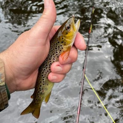 BAC - Lovely wild brown trout caught by Adrian Round on the River Bann on 29 August 2023  st 