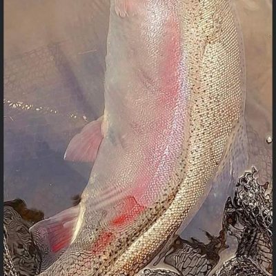 BAC - Rainbow trout of 9lbs caught by Davy McGuinness at the Corbet Lough on the fly on 23 September 2023 