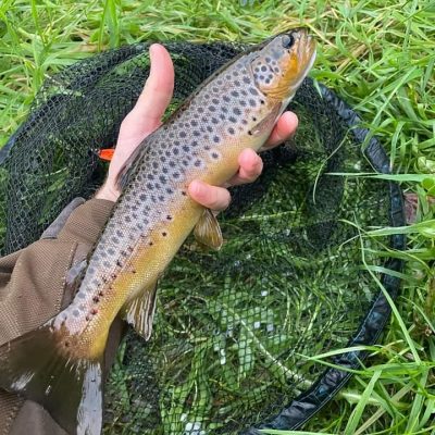 BAC - Lovey wild Brown Trout caught b Patrick Curran of the fly on the River Bann on 26 September 2023