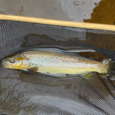 BAC - Wild brown trout 'caught and released' by Roger McClements on the River Bann on 13 July 2024 
