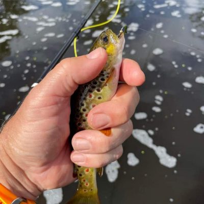 BAC - Another lovely Brown caught an released by Adrian Round on the River Bann on 12 August 2024