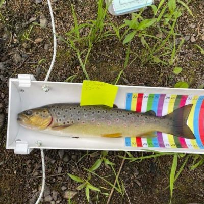 BAC - Dessie Smyth Cup on River Bann on 3 August 2024. Roger McClements fish caught, measured and ready for return