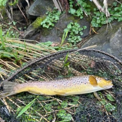 BAC - Brian Molloy caught and released a number of beautiful wild Brown Trout caught on the River Bann on 7 March 2025