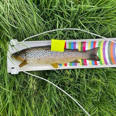 BAC - Linda McCandless Cup on the River Bann on 21 April 2025. Roger McClements wild Brown Trout measuring 37cm. This fish was returned unharmed.