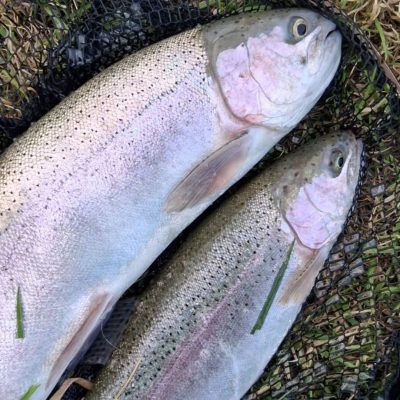BAC - Two cracking fisg caught by Aidan donnelly at the Corbet Lough on Tuesday 23 Seotember 2025 on bloodworms