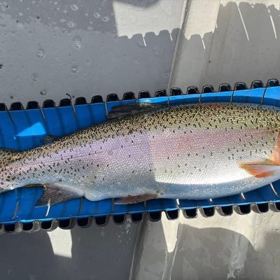 BAC - Trout caught and released by Joe Curran at Lough Lene, Co Westmeath on 18 April 2026