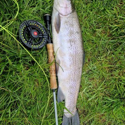 BAC - Rainbow Trout of over 6lbs caught by Dessy Graham at the Corbet Lough in May 2026