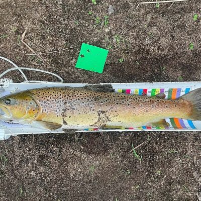 BAC - Dessie Smyth Cup on the River Bann on 25 July 2026. Winning fish caught by Roger McClements