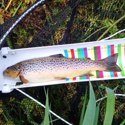 BAC - Geoff Hylands fish caught on the River Bann in the Dessie Smyth Cup competition on 25 July 2026   